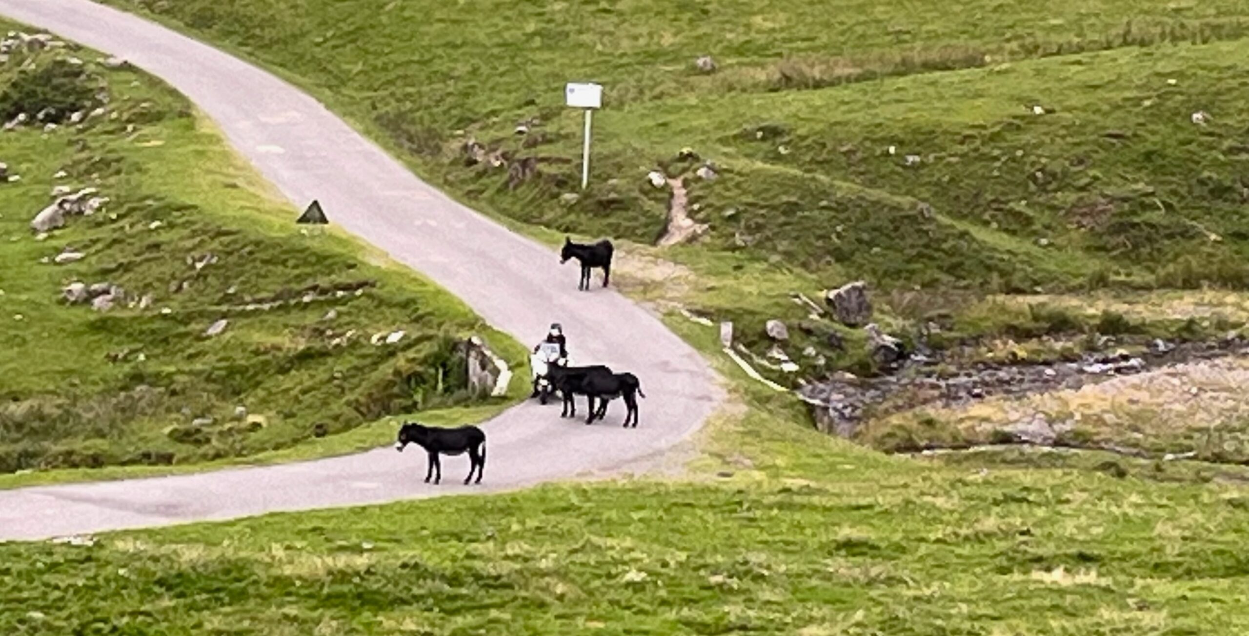 TDF 2023 Hourquette d'Ancizan donkeys